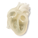 Struktura serca